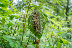 アカヒゲドクガの幼虫