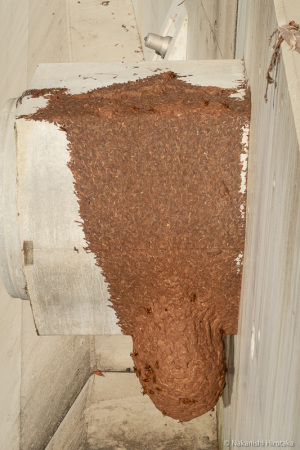 キイロスズメバチの巣