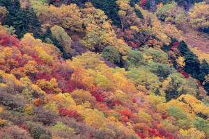 山麓の紅葉